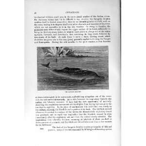    NATURAL HISTORY 1894 95 GANGETIC DOLPHIN CETACEANS