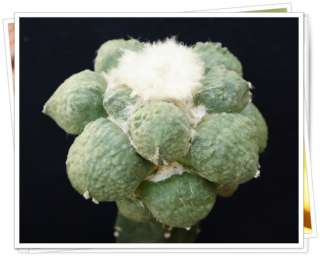 Ariocarpus Maruibo x Cauliflower *BIG* Nice & Rare / astrophytum 
