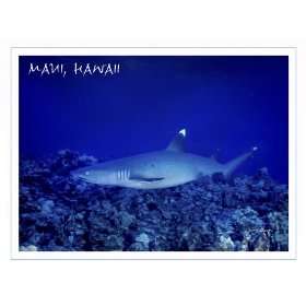 Signature Note Cards   Maui Marine Life, White Tip Reef Shark   6pk 