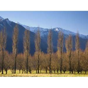  Poplar Trees, Matukituki Valley, Central Otago, South 