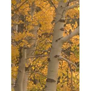  Quaking Aspen Trees in the Fall in Stanislaus National 