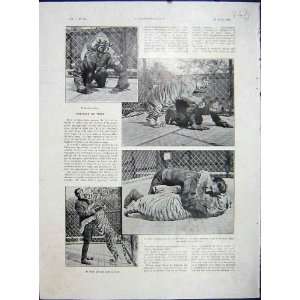  Tiger Dressage Dance Zoo Animal French Print 1933