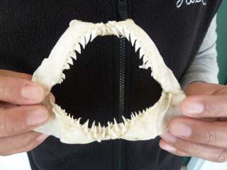   30) RARE 4 1/4 HEMIPRISTIS SHARK jaw sharks jaws teeth SNAGGLE TOOTH