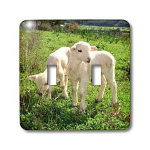 Taiche Photography   Farm Animals Lambs   Light Switch Covers   double 
