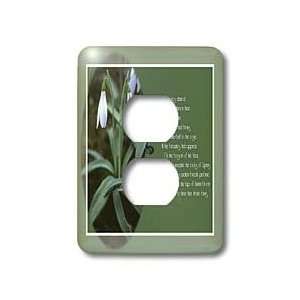 Snowdrop   Snowdrops   january birth flower, spring flowers, flower 