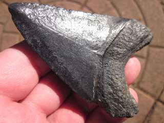   megalodon sharks teeth fossils with confidence from the tooth sleuth