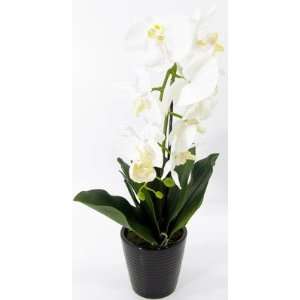  Silk Flowers potted bali phalanops 22in white