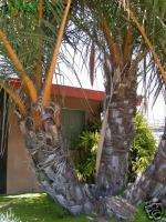 Jubaeopsis caffra RARE CLUMPING COCONUT Palm LIVE Tree  