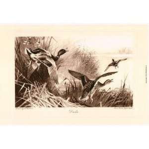  Archibald Thorburn   Ducks Canvas
