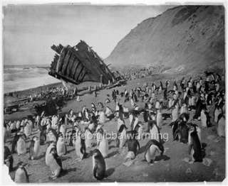 Photo ca 1910 Macquarie Island Shipwreck & Penguins  