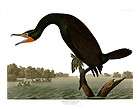 no 252 florida cormorant huge audubon print havell edi expedited