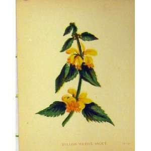  Yellow Weasel Snout Plant C1880 Colour Botanical Print 