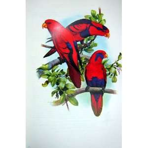 World Parrots 1973 Red & Blue Lory