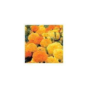  Marigold Parks Whopper™ Collection Patio, Lawn 