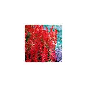  Salvia Parks Whopper Lighthouse Seeds Patio, Lawn 