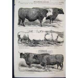   Show Prize Cattle Lewes 1852 Kentish Sheep Devon Bull