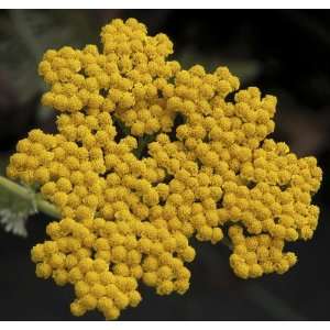  Achillea Coronation Gold (Fernleaf Yarrow, Cloth of Gold 