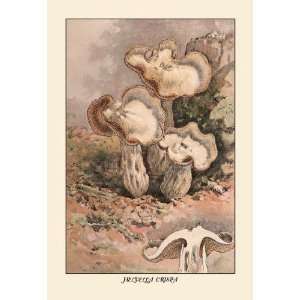  Helvella Crispa 20x30 poster