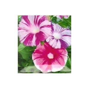  Large Flower Mix Morning Glory Seed Pack Patio, Lawn 