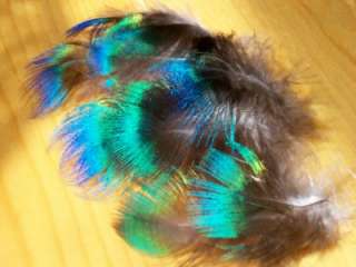 Feathers Peacock Hair Extension 30 Cruelty Free Blue Shell Brilliant 