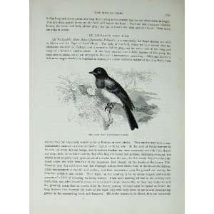 Grey Bird Pycnonotus Arsinoe CassellS Birds C1870 