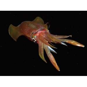 com Reef Squid at Night (Sepioteuthis Lessoniana) Bali, Indian Ocean 