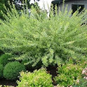 WILLOW DAPPLED / 5 gallon Potted Patio, Lawn & Garden