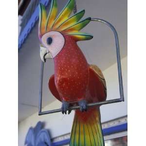  Painted Tropical Bird, St. Martin, Caribbean Photographic 
