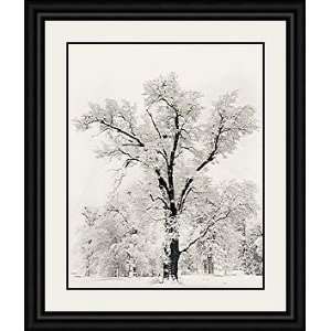  Oak Tree Snowstorm by Ansel Adams   Framed Artwork