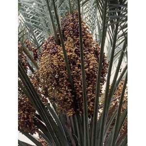  Close Up of Fruits of Date Palm Trees (Phoenix Dactylifera 