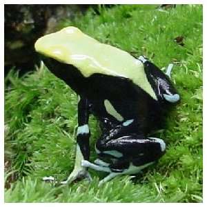  Poison Dart Frog   Dendrobates tinctorius Yellow back 