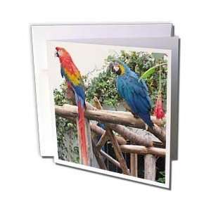  Patricia Sanders Animals   Rainbow Birds in Peru Animals 