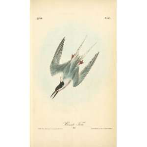   James Audubon   24 x 40 inches   Roseate Tern. Male