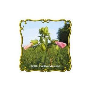 Rose Mallow (Hibiscus militaris) Jumbo Wildflower Seed Packet (100)