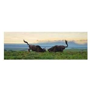  Andy Biggs   Sparring Wildebeest Giclee