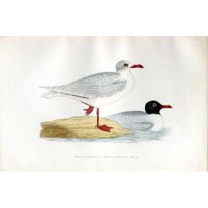    Mediterranean Blackheaded Gull Bree H/C 1875 Birds