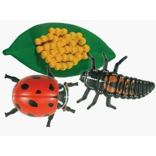  Ladybug Lifecycle Stages by Insect Lore Toys & Games