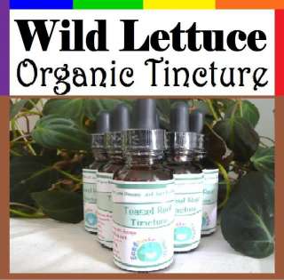   Wild Lettuce (Lactuca Virosa) Tincture Extract ~ Sleep Aid Anxiety PMS