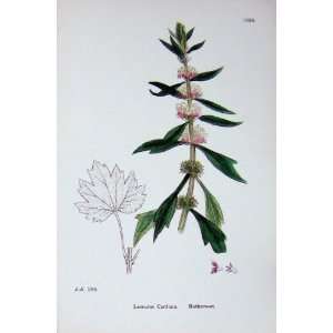  Motherwort Leonurus Botany Plants C1902 Flowers
