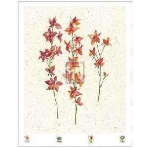  Orchids Poster Print