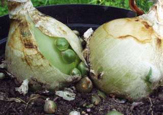 Ornithogalum longibracteatum   Pregnant Onion   5 seeds  