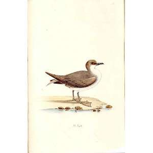  Manx Petrel Meyer H/C Birds 1842 50