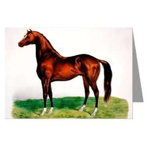   Greeting Card of the horse illustration Gold Dust