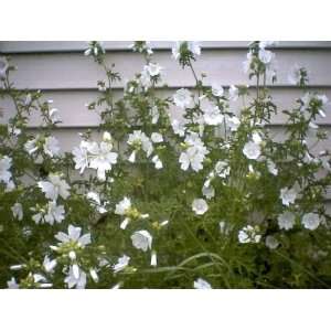  200 WHITE GLADE MALLOW Napaea Dioica Flower Seeds Patio 