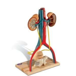  Free Standing Urinary System