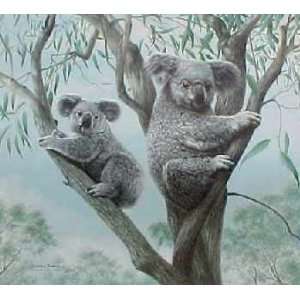    Charles Frace   Ambassadors   Koalas Artists Proof