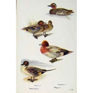  British Birds By W Foster Pintil Duck Garaney Wigeon