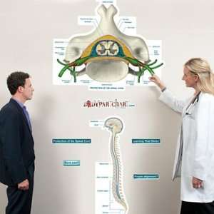  Protection of the Spinal Cord Labeled Sticky Anatomy Wall 