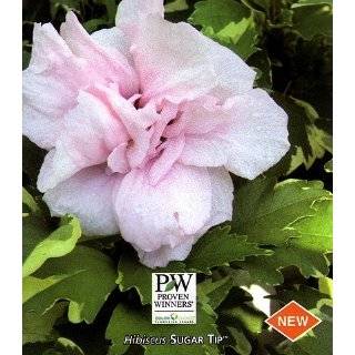   Tip Hibiscus Rose of Sharon   Creamy / White Tips   Proven Winners