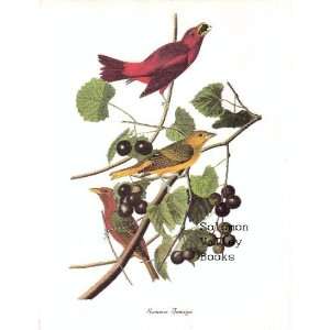 Summer Tanager (8 1/2 X 11 1/2 Color Print)
